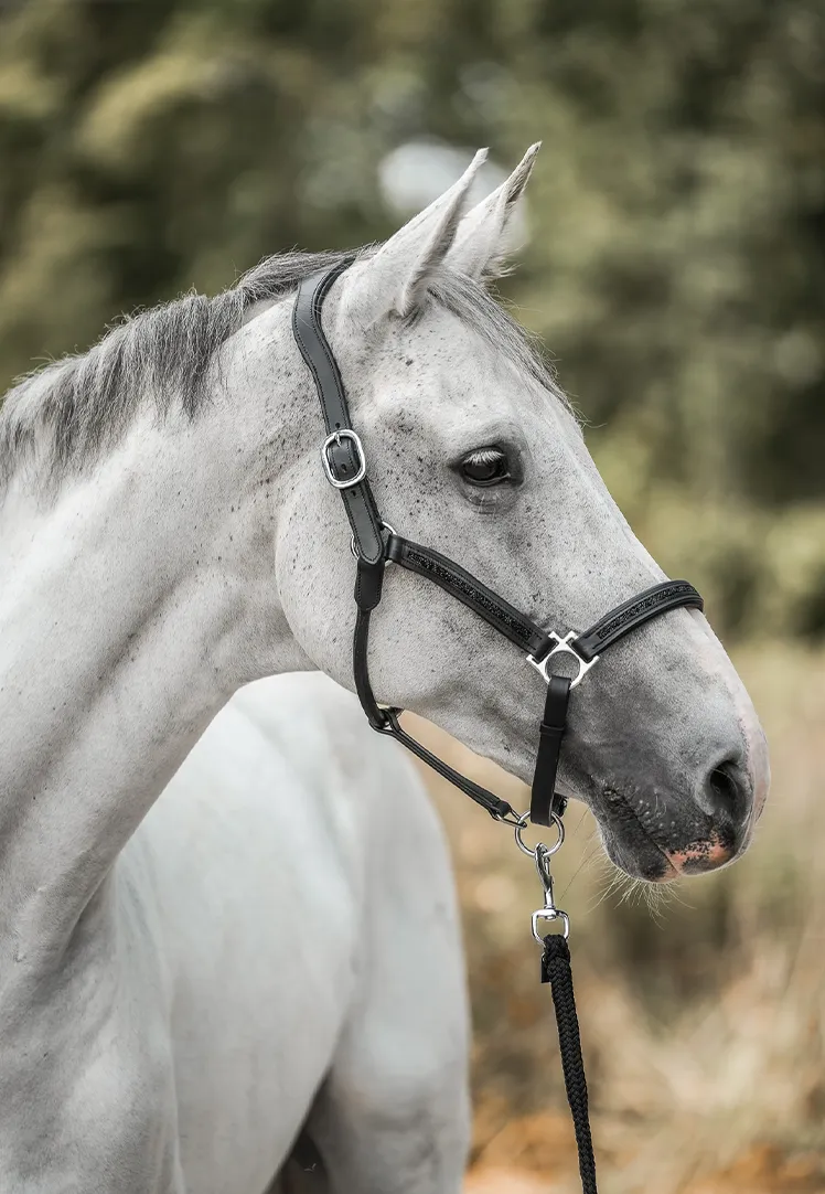 HORSEBRANDS Adventskalender 2024